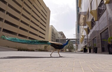 A peacock on the streets in Dubai