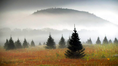 fir trees outdoors along a horizon