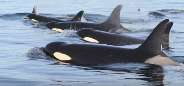 killer whales in the water