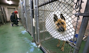 Animal shelter room with a dog in a cage and a woman at the end looking into a cage