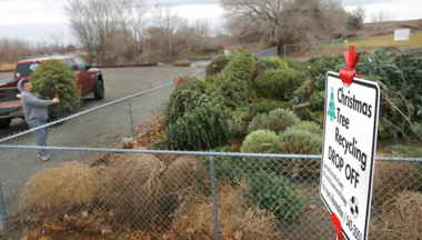 christmas trees stacked up within a fenced area