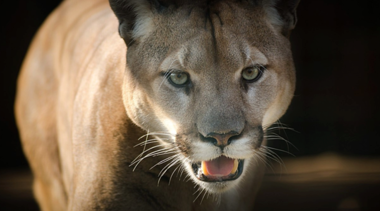 A cougar