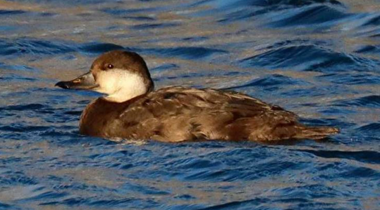 A duck in the river