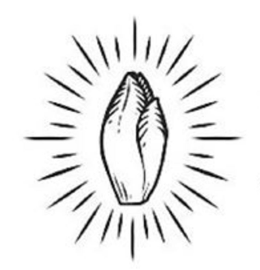 illustration of an endive