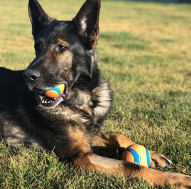 Dog with ball in its mouth