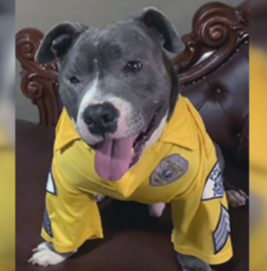 Dog wearing honorary k-9 uniform
