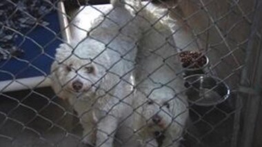 Two dogs in a cage