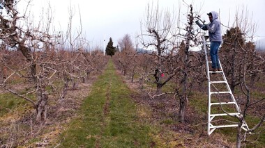 Migrant farmer Martin Zavala-Martinez prunes a pear tree at Avalon Orchards in Parkdale, Ore., Thursday, April 2, 2020. 